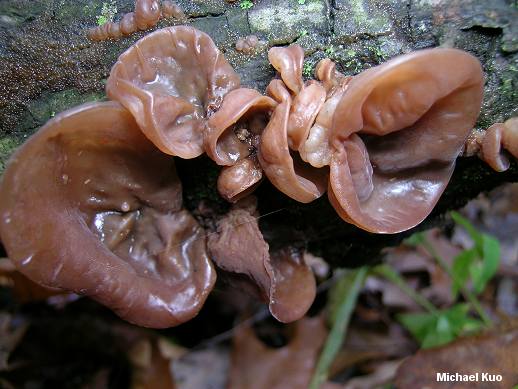 قارچ گوش ژله ای